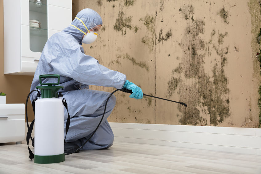 professional mould removal auckland